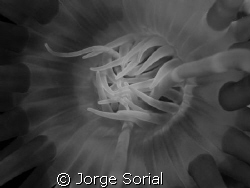 Anemone in the temperate waters of the Canary Islands. by Jorge Sorial 
